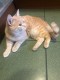 Найдена рыжая (бежевая) кошка в субботу вечером 29 октября 2022 года по адресу: г. Курск, ул. Косухина, 7
